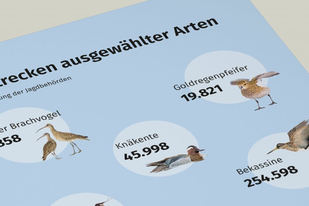 Ausschnitt einer Infografik zur Jagdstrecke ausgew&auml;hlter Vogelarten mit illustrativen Vogelabbildungen und Zahlenangaben f&uuml;r Goldregenpfeifer, Kn&auml;kente, Bekassine und Brachvogel.